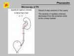 img-phenacetin-0012.jpg