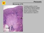 img-phenacetin-0026.jpg