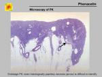 img-phenacetin-0043.jpg