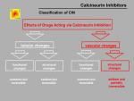 img-Calcineurin inhibitors-0018.jpg
